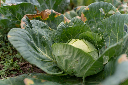 Cabbage in the garden in the village.