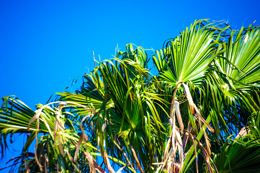 Relax under palm trees against a backdrop of clear skies and shimmering waters on a perfect day at the beach.