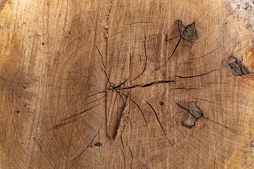 Close-up of a tree stomp cracks.