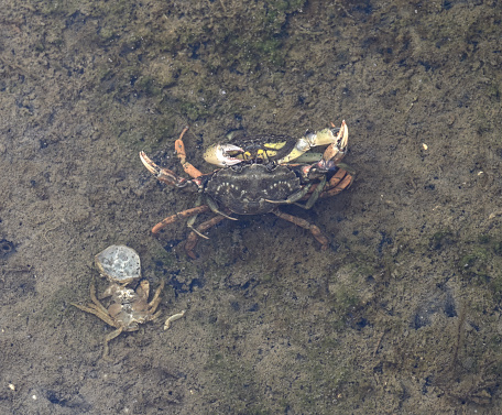two fighting Beach Crabs or Green Crab resp.Carcinus maenas while low Tide in Mudflats, Wattenmeer National Park, North Sea,North Frisia,Germany