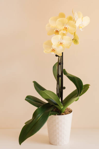 istock Yellow Orchid Plant in a Mother's Simple Springtime Home Office Space with a White Deck and a Cream Background in Bright Natural Light 2149260848