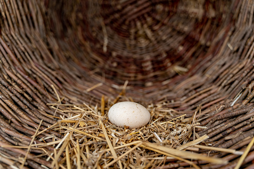 Chicken egg in the chicken coop in the village in Serbia.