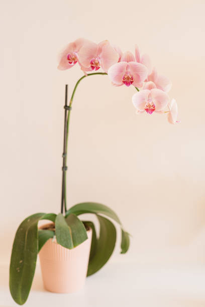 istock Pink Orchid Plant in a Mother's Simple Springtime Home Office Space with a White Deck with a Cream Background in Bright Natural Light 2149260929