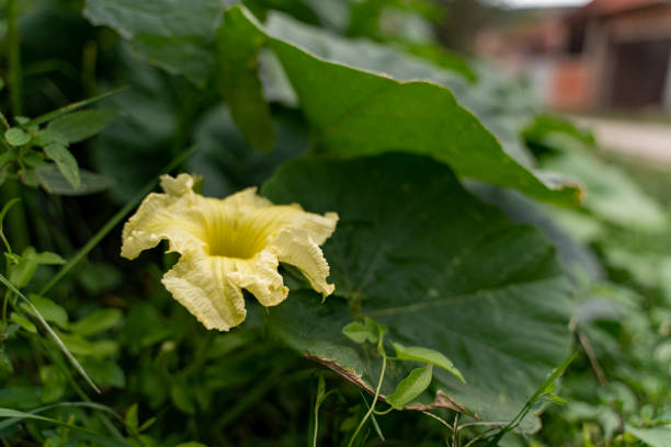 Indonesian Tropical Plants
