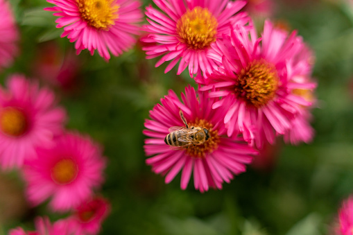 Bee pollinating a pink flower in the garden.