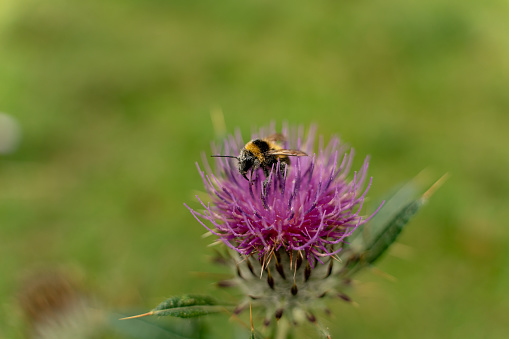 Bumblebee pollinating a thistle flower in the garden.
