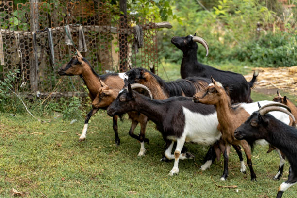 istock Goats In The Village In Serbia 2149261736
