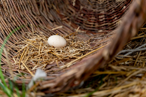 Chicken egg in the chicken coop in the village in Serbia.