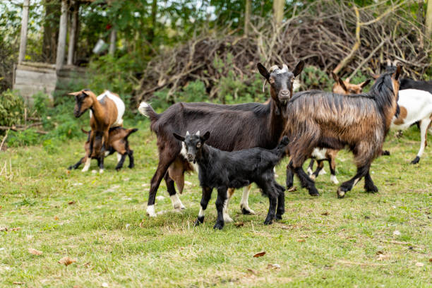 istock Goats In The Village In Serbia 2149261945