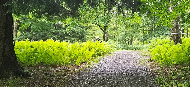 Forest path with a carpet of ferns