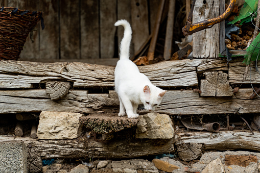 White cat in the village in Serbia.