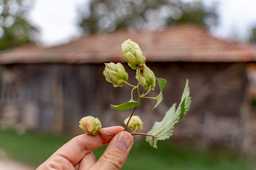 Young man holding hop flowers in the garden.