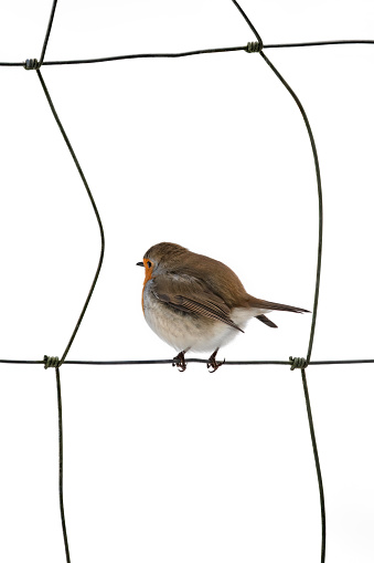 A robin redbreast (Erithacus Rubecula) sitting in a wire-mesh fence creating a frame, white background, minimalism, copy space