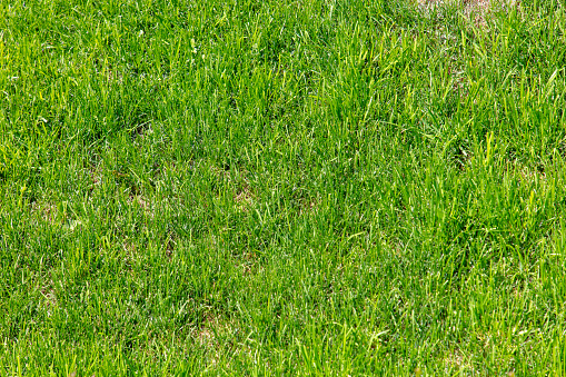 Green grass on the lawn as a background. Texture.