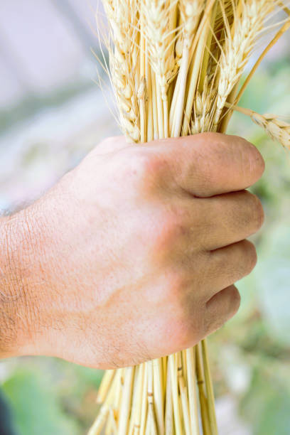 istock ears of golden wheat in a man's hand 2149263259