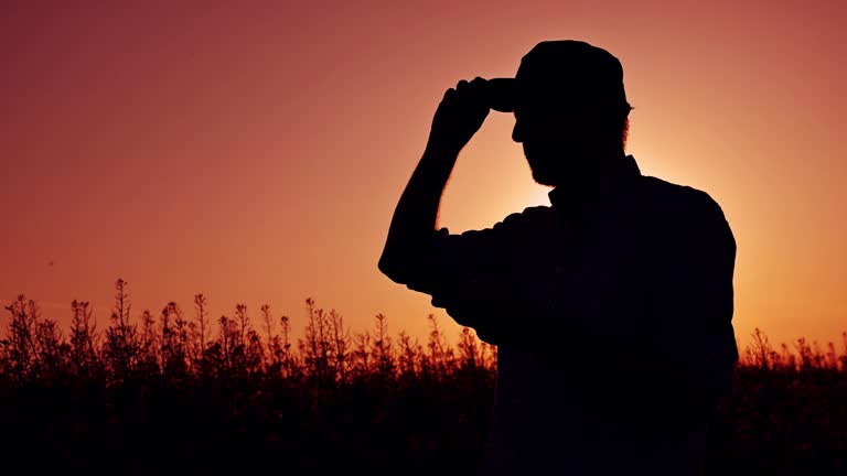Silhouette of male farmer using mobile phone in blooming canola field in sunset