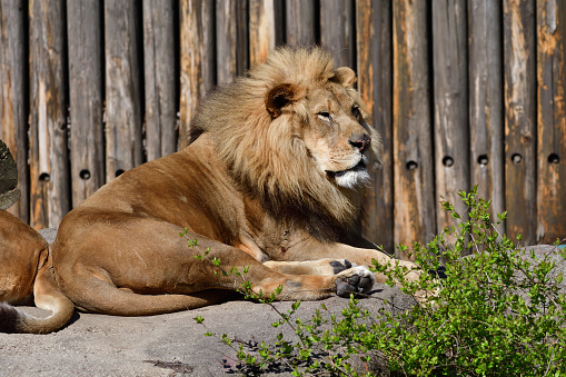 A mail lion rests at a local zoological park.