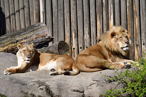 Lions at the Cleveland Zoo