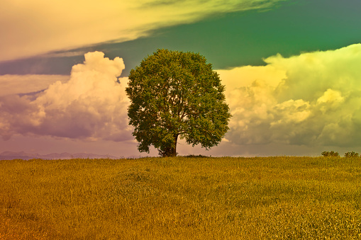 Lone tree in a Tuscany countryside against a clody sky (Italy) - Toned image.