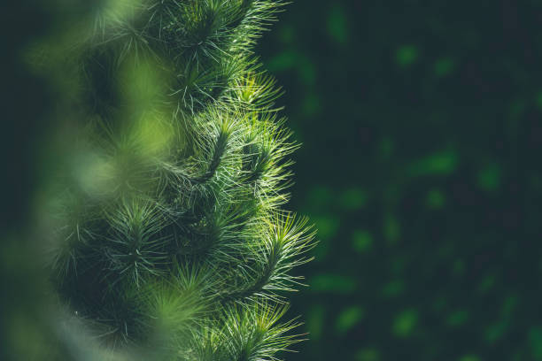 istock Green park background leaf lush foliage outdoors. 2149265134