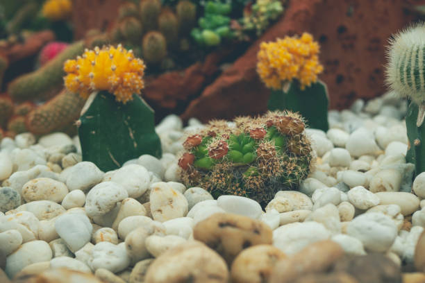 istock Green Cactus in botanical garden with empty banner on wooden table background design for interior use board. Cactus in Desert Area Display product furniture desk with blurred background. 2149265169