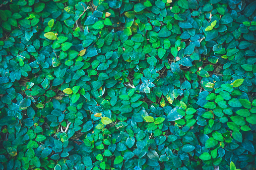 Green park background leaf lush foliage outdoors.