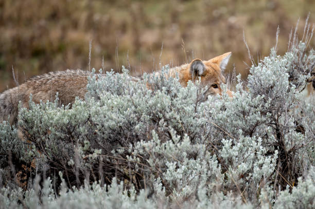 Coyote looking over the sagebrush.