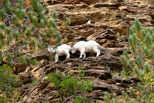 Two mountain goats climbing on a hillside in Spearfish Canyon, South Dakota.