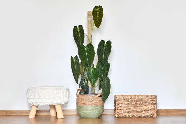 istock Large exotic 'Philodendron Melanochrysum' houseplant 2149266401