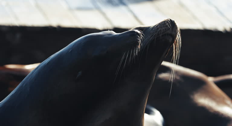 Summer vacations in California: sea lions on the pier of San Francisco