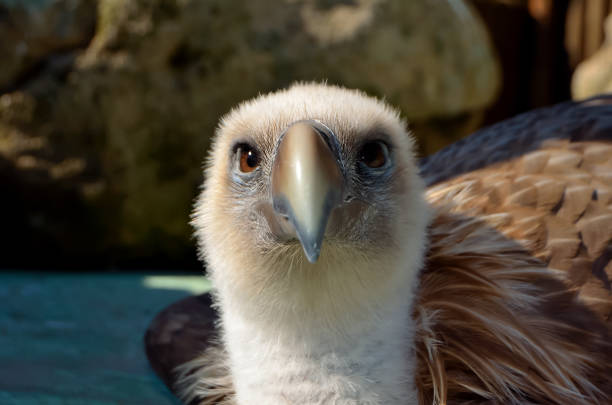 Close-up of Griffon Vulture, Arribes del Duero
