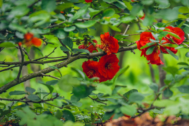 spring and summer flowers on a tree on a beautiful sunny day in a city park.