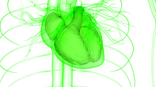 Human Circulatory System Heartbeat Anatomy Animation Concept