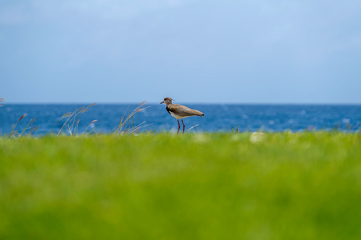 Southern Lapwing is standing on the shoreline in Curaçao with a beautiful ocean view.