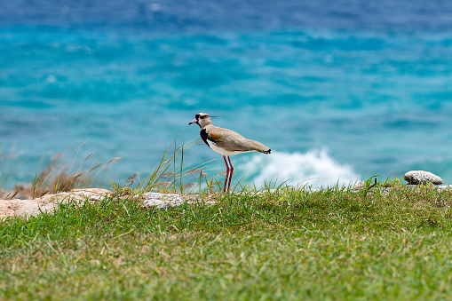 A single Southern Lapwing is standing near the waves on the beautiful island of Curaçao.