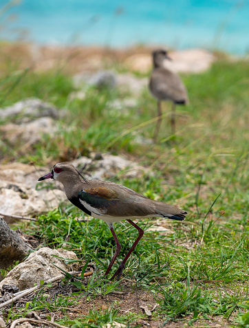 Two Southern Lapwing's are walking near the rocks in Curaçao.