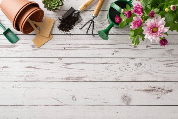 istock Garden care top view setup featuring chrysanthemums, pots, tools, watering can, gardening kit, and plant markers on wooden backdrop. Top view image ideal for gardening themes. Space for text or advert 2149267247