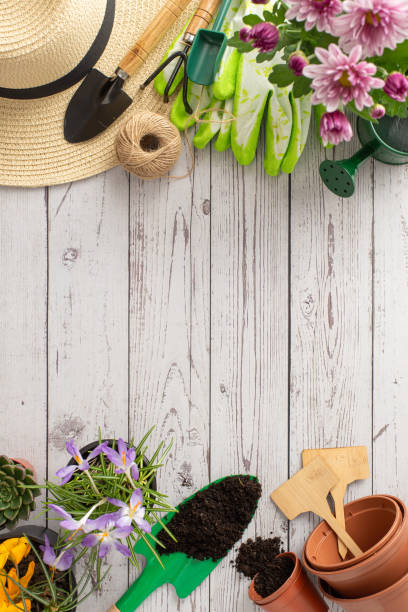 istock Gardening basics displayed: vertical top view of chrysanthemums, crocus, hat, watering can, spade, gloves, rope, rake, trowel, soil, markers on wood. Everything needed for nurturing beautiful blooms 2149267263