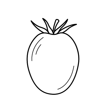 Tomato. Hand drawn sketch icon of vegetable. Isolated vector illustration in doodle line style.