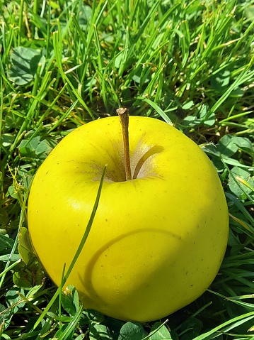 Big delicious apple