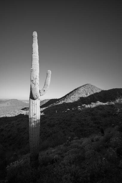 istock Saguaro simplicity - Sonoran Desert sunrise 2149269850