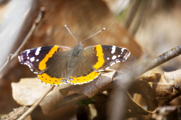 istock Red Admiral Butterfly in early spring in Wisconsin. 2149270039
