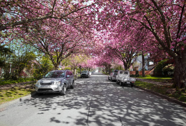 Residential area with many large cherry trees with pink flowers. City spring background scene. Selective focus. East Vancouver, BC, Canada
