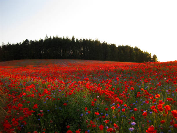 A whole field of poppies in red color