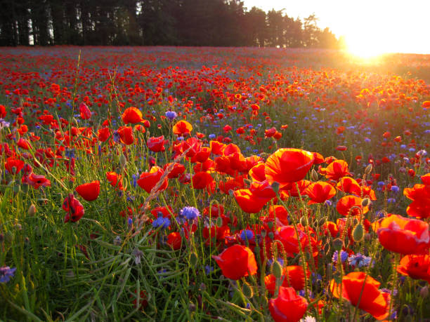 istock Red field of poppies 2149270104