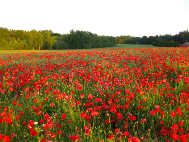 istock The sun casts light over the forest and poppy field 2149270118