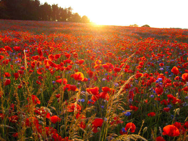 istock The sun sets over the poppy field 2149270124