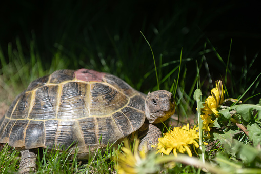 Portrait of a domestic turtle eats flowers on the lawn. An exotic pet feeds on yellow dandelions outdoors.