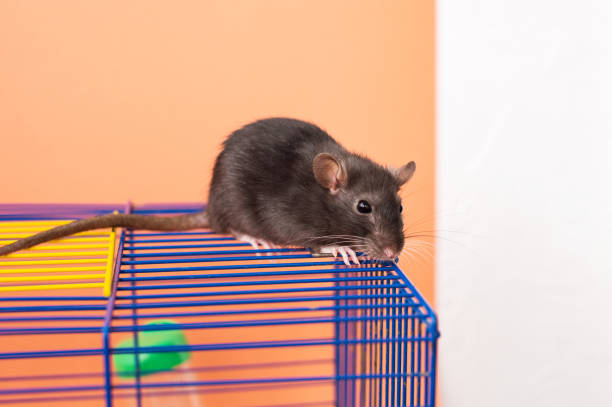 Black rat on blue and yellow wire cage. Studio pet portrait. Pet care and domestic animals concept for design and print