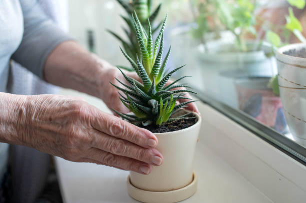 Elderly person's hands holding a potted Aloe Vera plant on a windowsill.